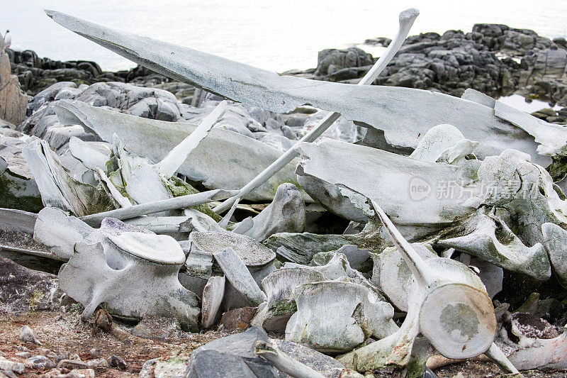 南极洲:Jougla Point的鲸骨